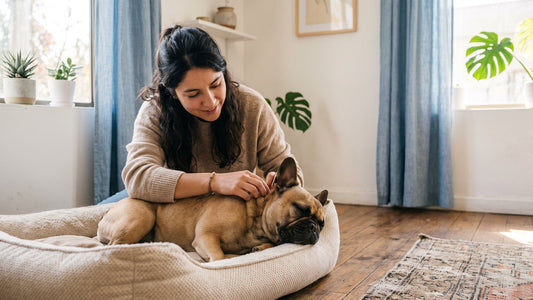 Tutora revisando la piel de su bulldog francés en su cama