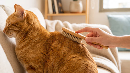 Cepillando el pelaje brillante de un gato naranjo